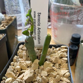 None plant in Albuquerque, New Mexico