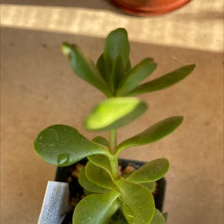 Jade plant in Albuquerque, New Mexico