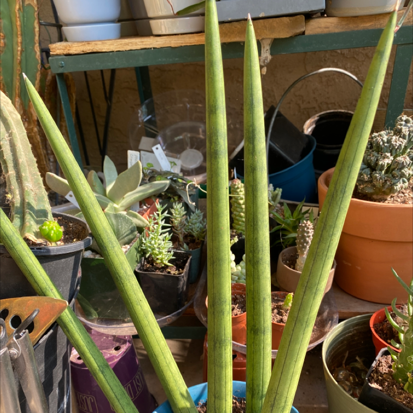 Cylindrical Snake Plant plant photo by Silvia named Sansaveria/ mother in law toung on Greg, the plant care app.