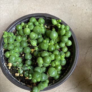 String of Pearls plant in Albuquerque, New Mexico