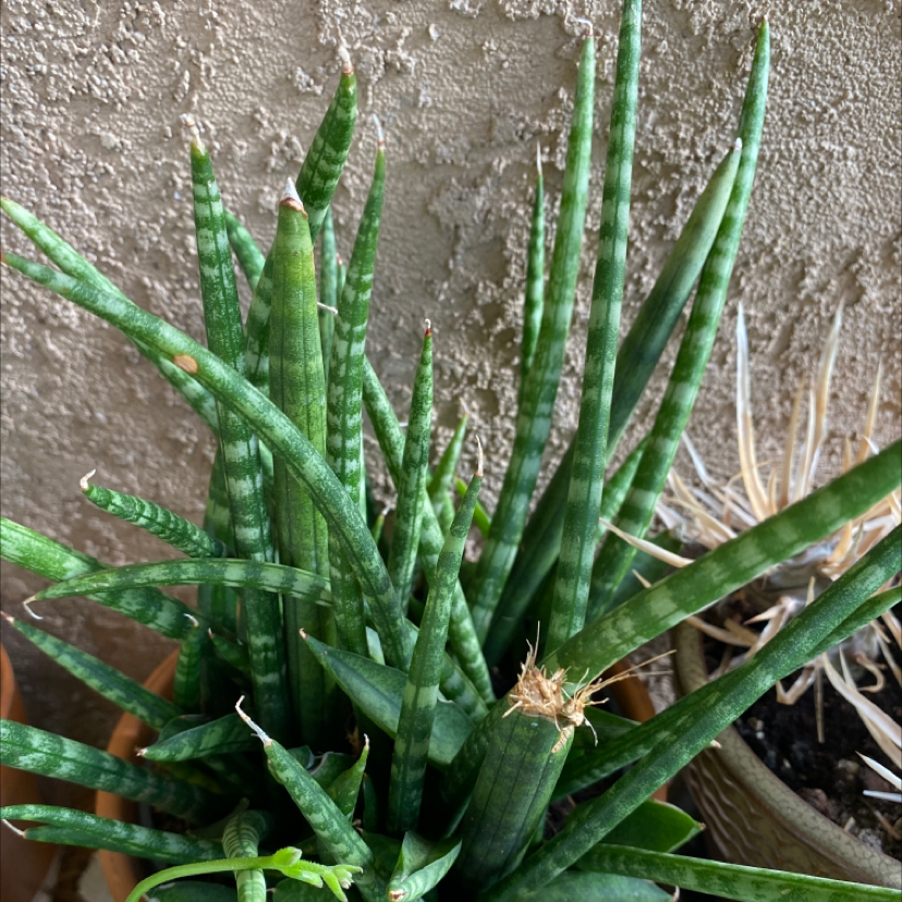 Cylindrical Snake Plant plant photo by Silvia named Snake plant on Greg, the plant care app.