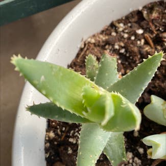 Short-Leaved Aloe plant in Albuquerque, New Mexico