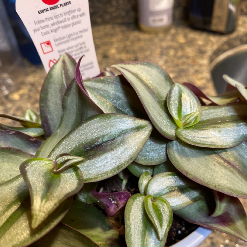 Spiderwort plant photo by Silvia named Tradescantia zebrina on Greg, the plant care app.
