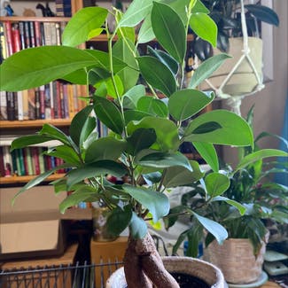 Ficus Ginseng plant in Albuquerque, New Mexico