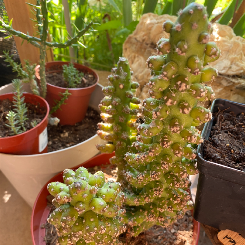 Eve's Needle Cactus plant photo by Silvia named Eve’s needle cactus on Greg, the plant care app.