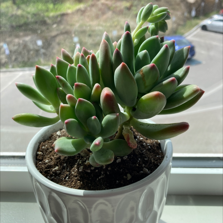 Photo of the plant species Graptoveria 'Bella' by Sarah named Maynard on Greg, the plant care app