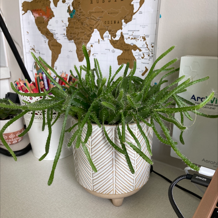 Healthy Zulu Giant plant in a decorative pot with a world map in the background.