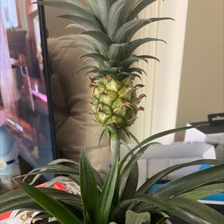 Pineapple plant in Somewhere on Earth