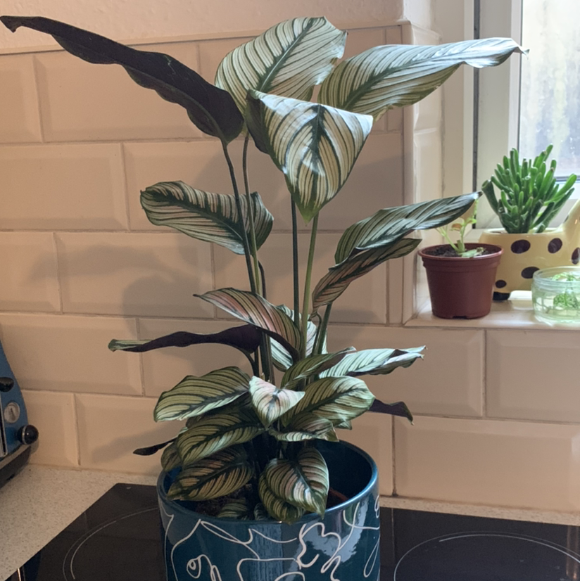 Calathea 'Beauty Star' plant in a decorative pot on a kitchen counter.