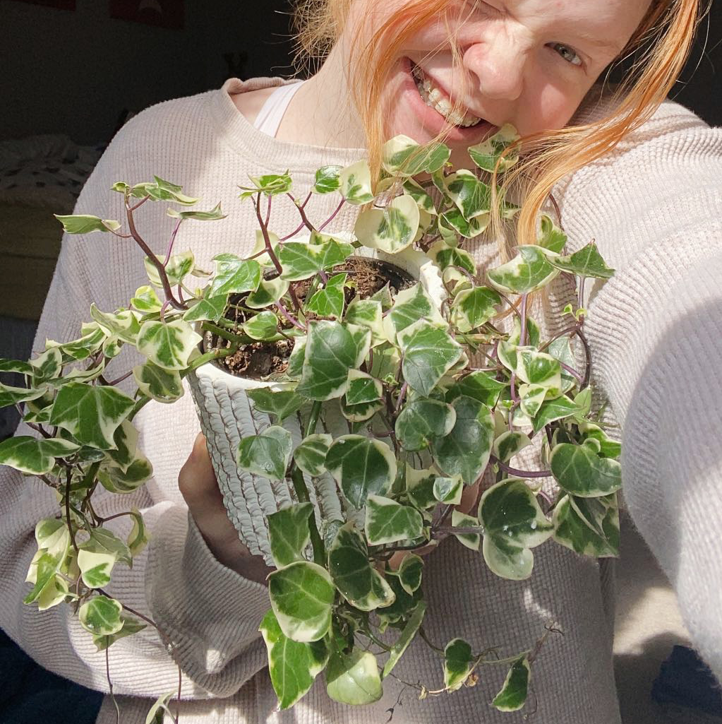 Variegated Wax Ivy plant held by a person, showing healthy green and white variegated leaves.
