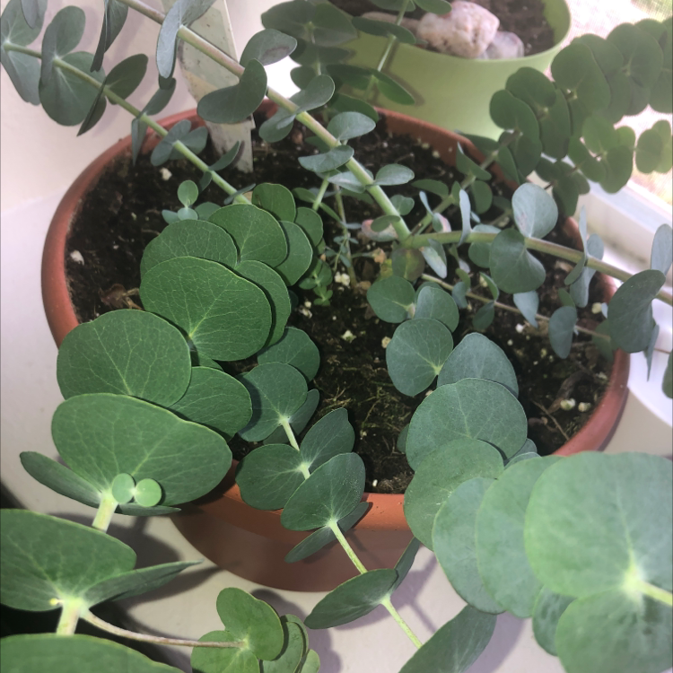 Photo of the plant species Silver-leaved mountain gum by Tayler named Eucalyptus on Greg, the plant care app