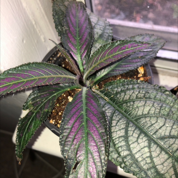 Photo of the plant species Persian Shield by Tayler named Persian Shield on Greg, the plant care app
