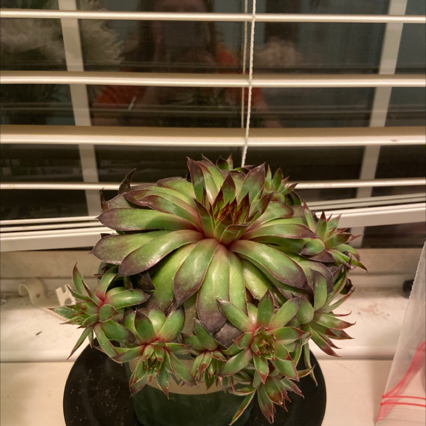 Photo of the plant species Sempervivum 'Black' by @ames21 named David on Greg, the plant care app