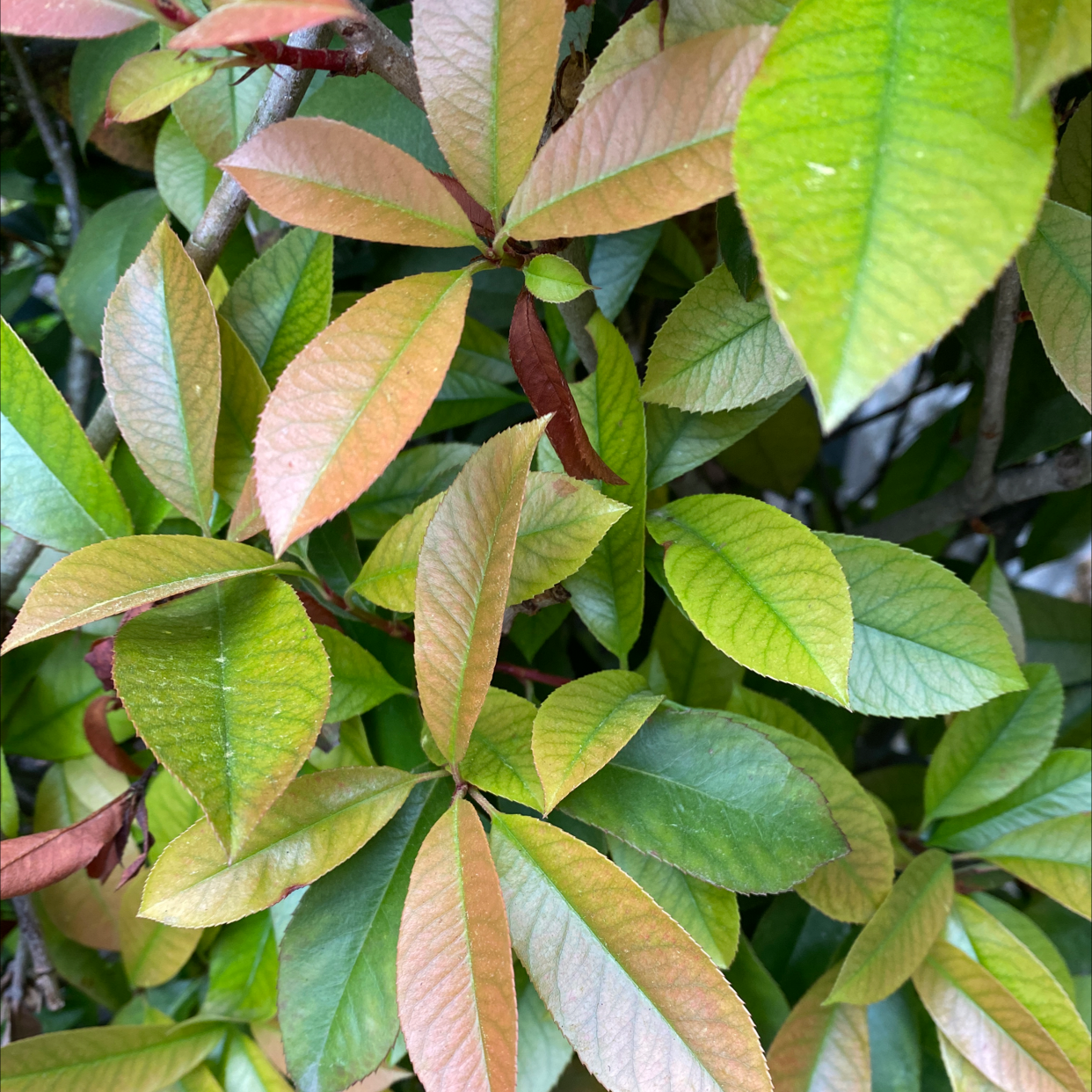 Photo of the plant species Japanese photinia by Muriel named Walt on Greg, the plant care app