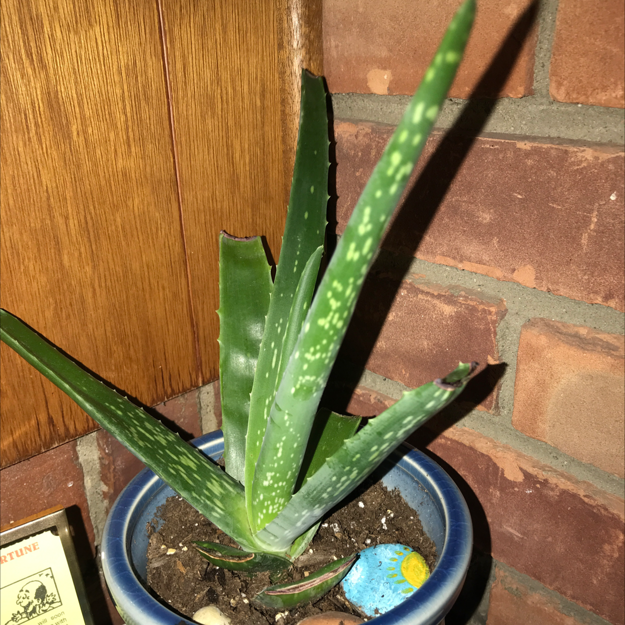 Aloe vera plant photo by Ethan named Aloe Vera on Greg, the plant care app.