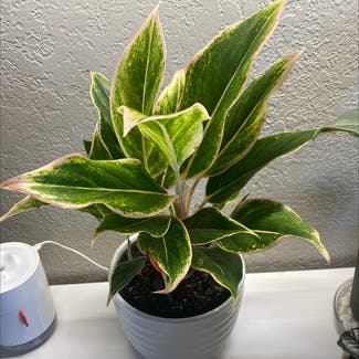 Chinese Evergreen plant in Clovis, New Mexico