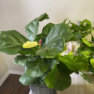 Fiddle Leaf Fig plant in Clovis, New Mexico
