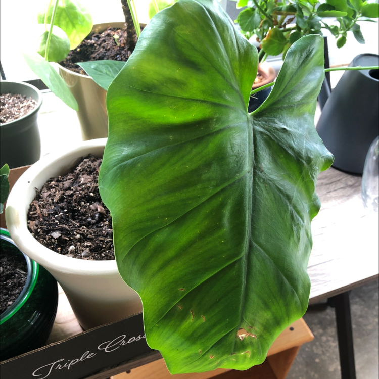 Elephant Ear Philodendron with a large green leaf and visible soil in the pot.