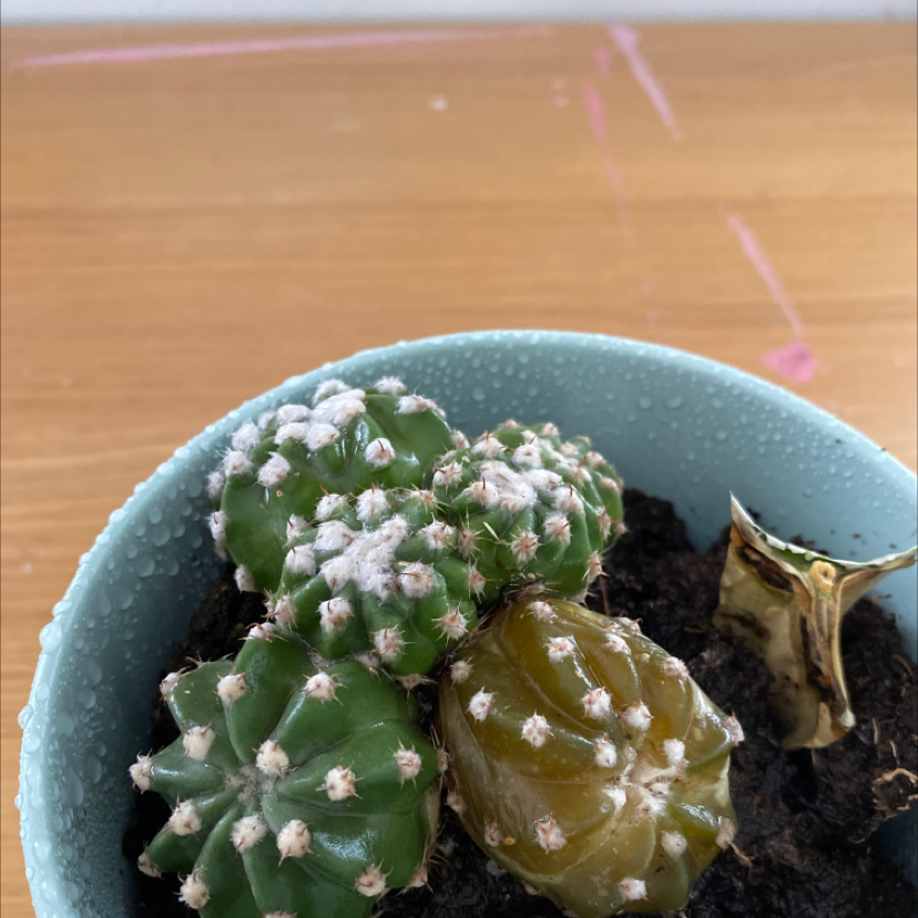 Photo of the plant species Domino Cactus by @Nevemcallister_ named Sol on Greg, the plant care app