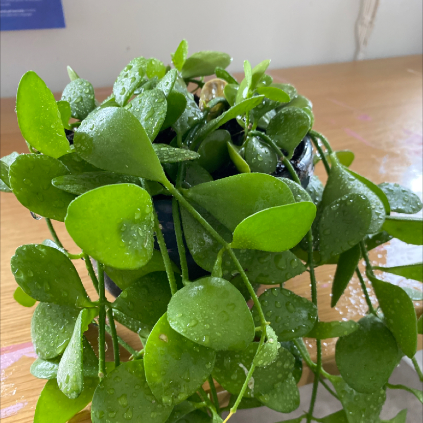 Photo of the plant species Dischidia oinatha by @Nevemcallister_ named Coco on Greg, the plant care app