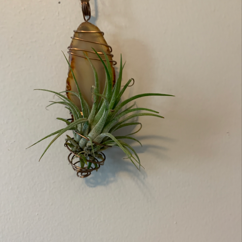 Healthy Tillandsia xerographica air plant with long curled leaves hanging in a copper wire support, on a plain white background.