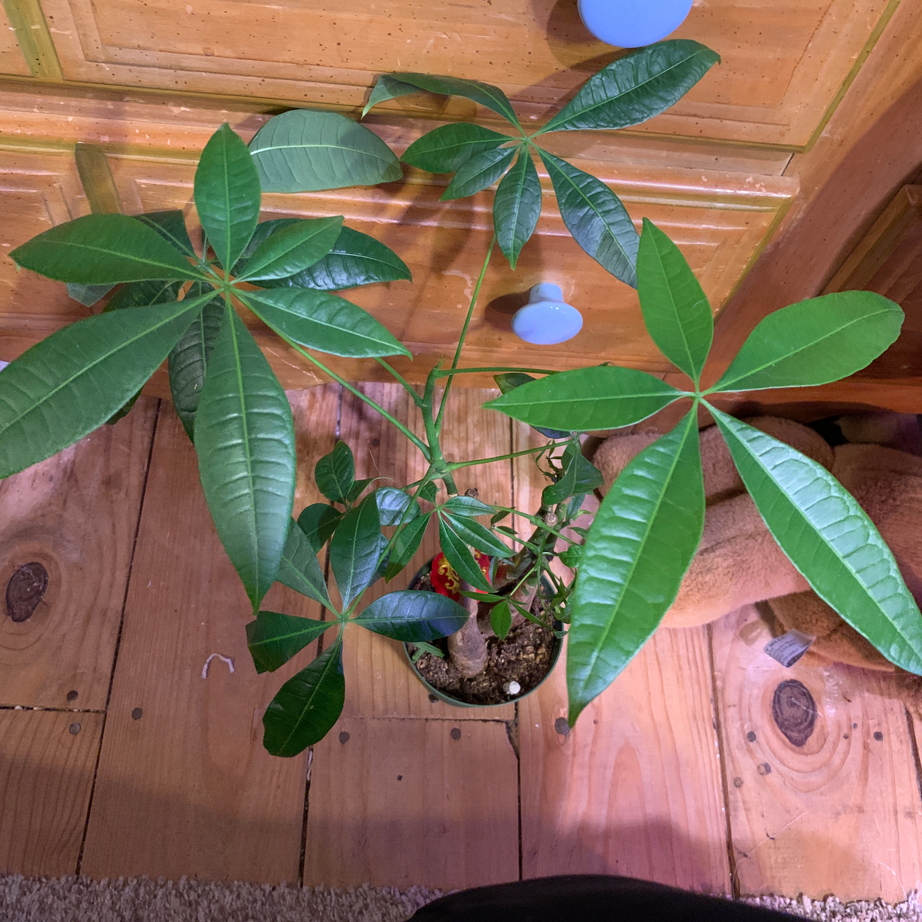 Healthy Money Tree plant with glossy green leaves in a glass container with blue decorative stones against a wooden background.