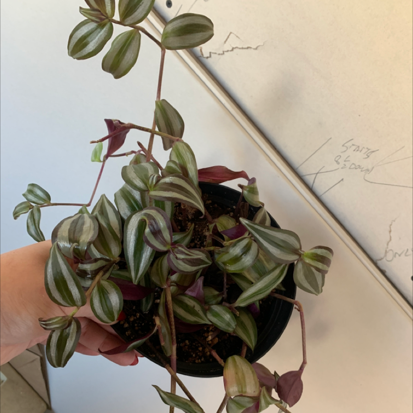 Healthy Tradescantia Zebrina plant with vibrant green and purple striped leaves in a hanging pot, no signs of discoloration or disease.