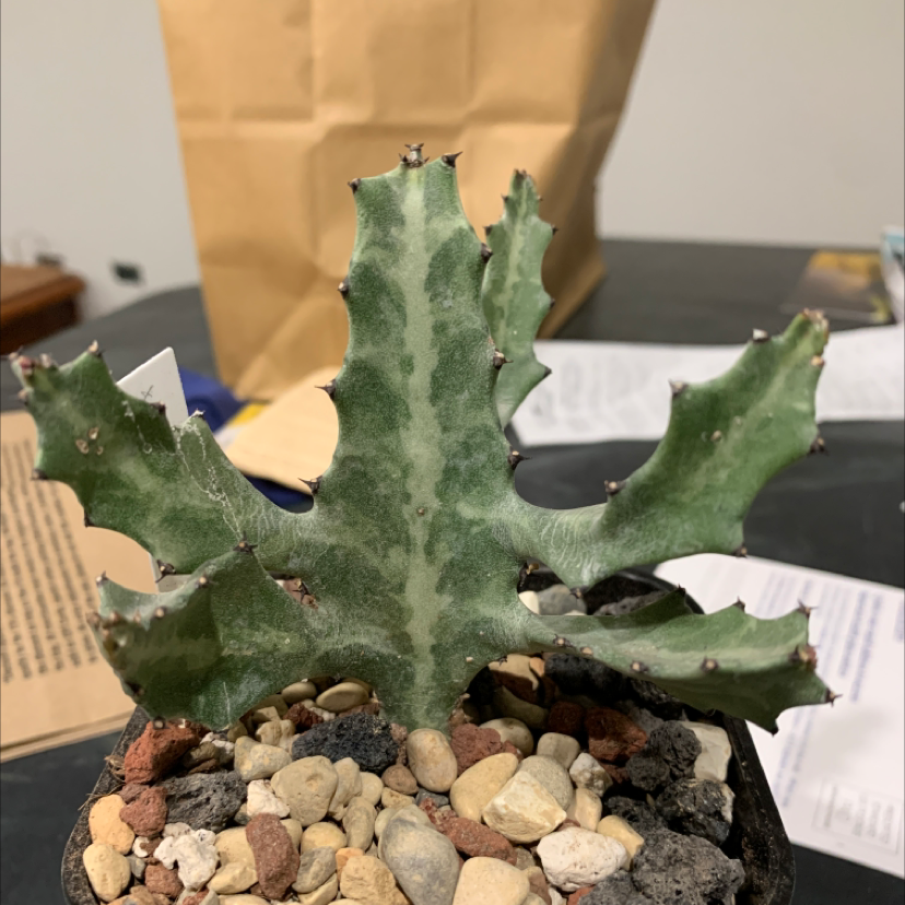 Photo of the plant species Dragon Bone Cactus by @HappyPlantMomma named Kylie on Greg, the plant care app