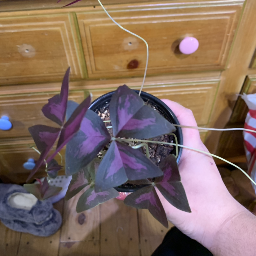 A hand holding up a healthy potted purple shamrock plant with triangular leaves and no signs of disease against a wooden background.