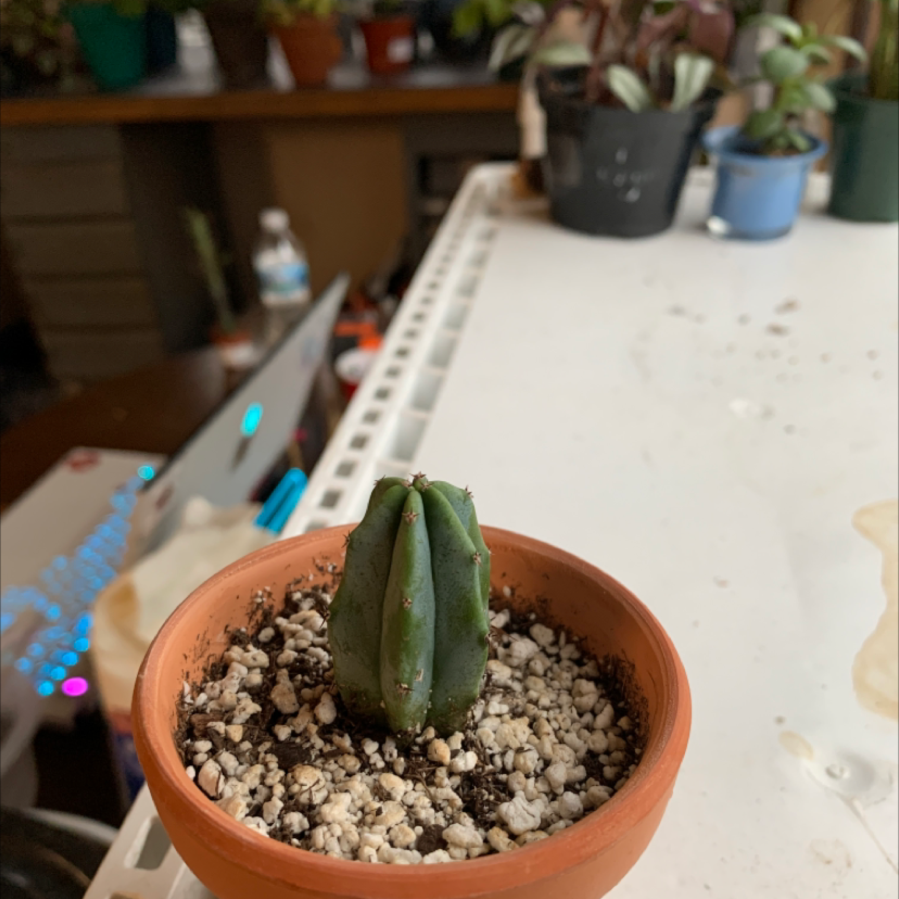Small Blue Myrtle Cactus in a terracotta pot with well-draining soil, surrounded by other plants and a workspace.