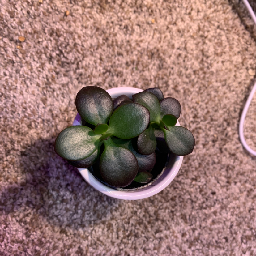 A healthy Jade plant in a white pot with thick, green leaves.