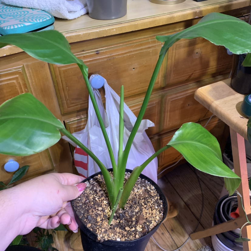 Hands repotting a healthy, lush White Bird of Paradise plant with large green leaves indoors.