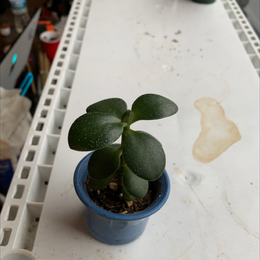 Healthy Jade plant in a blue pot with visible soil, well-framed and in focus.