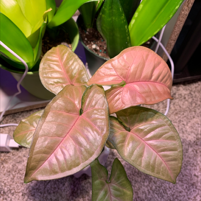 Close-up of a healthy, pink and green variegated Arrowhead Plant leaf, likely the 'Pink Allusion' cultivar of Syngonium podophyllum.