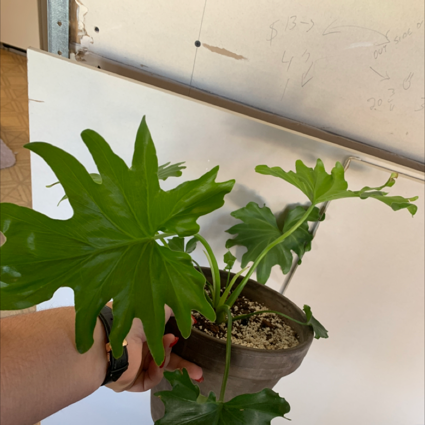Philodendron 'Hope Selloum' plant with large, green, lobed leaves held by a hand.