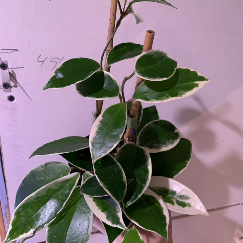 Hoya Krimson Queen plant with variegated leaves supported by stakes.