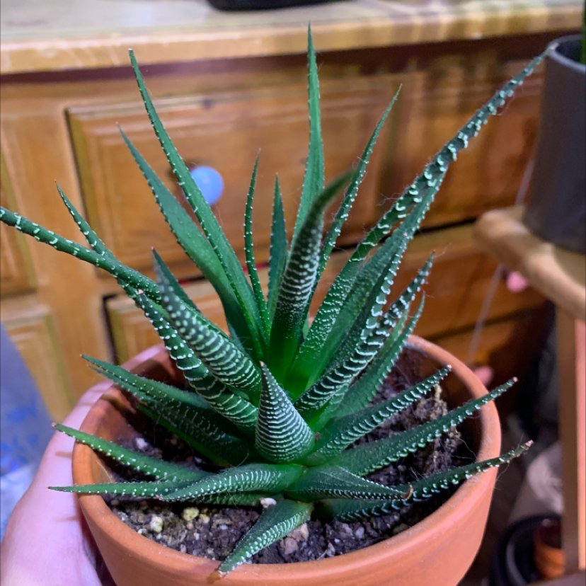 Healthy zebra plant with striped green leaves held in hands, showing vibrant foliage and no signs of disease or discoloration.