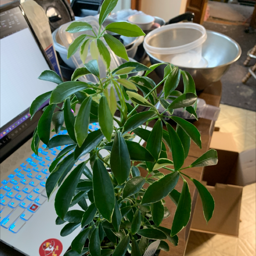 Healthy Dwarf Umbrella Tree houseplant with lush green foliage, potted in white ceramic, on office desk with hand adjusting leaves.