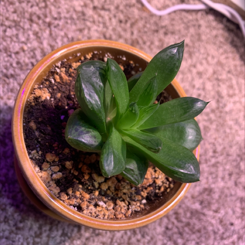 Potted Cathedral Window Haworthia plant with healthy green leaves and visible soil.