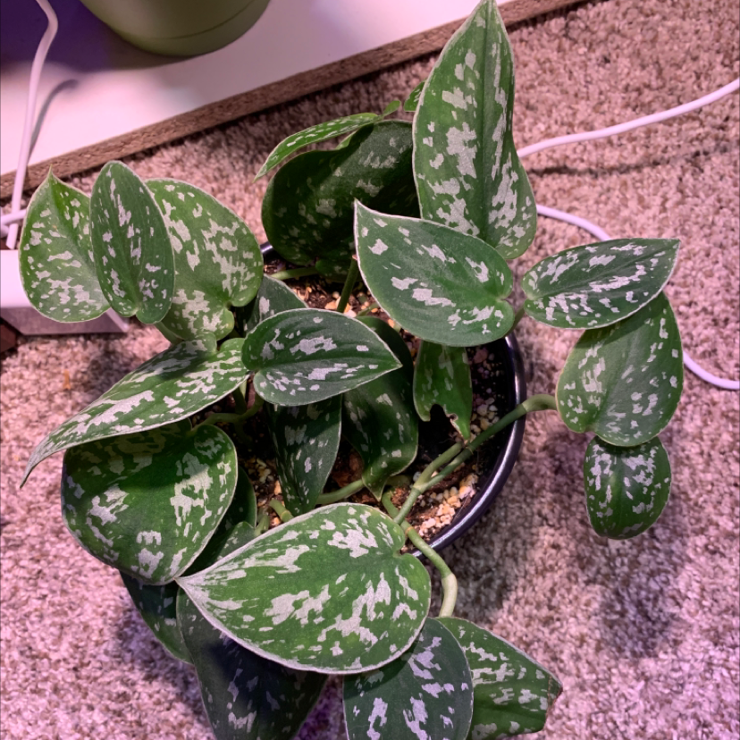 Healthy, thriving satin pothos plant with lush green and silver variegated leaves in a nursery pot on a pink carpet.