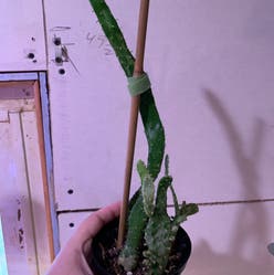 Drooping Prickly Pear plant