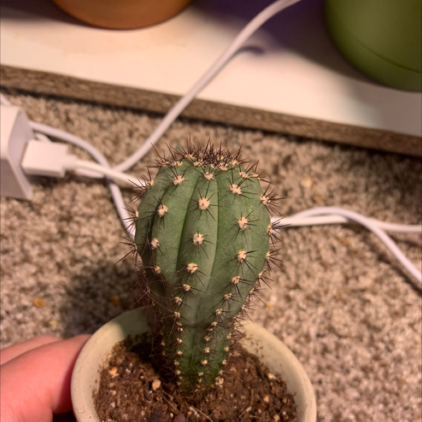 Blue Columnar Cactus in a small pot with visible soil and no signs of disease.