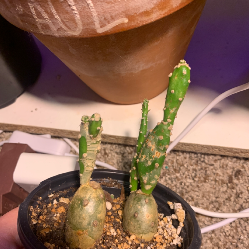 Bakersfield Beavertail Cactus with visible soil, some yellowing and browning segments, and a larger pot in the background.