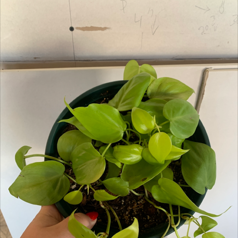 Philodendron Lemon Lime plant in a pot, held by a hand, with vibrant green leaves.