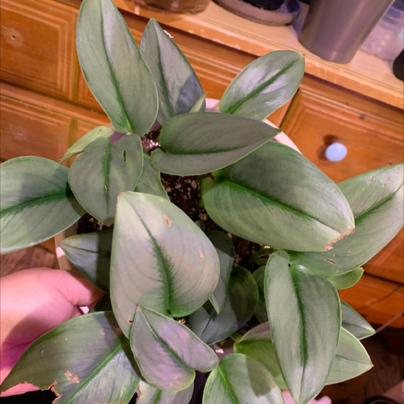 Scindapsus treubii 'Moonlight' plant with silvery-green leaves and minor browning on edges.