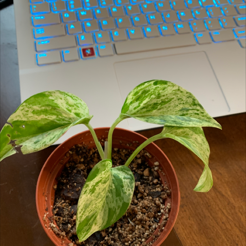 Marble Queen Pothos plant in a pot with variegated leaves, laptop in background.
