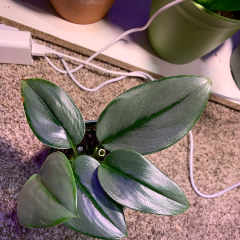 Scindapsus treubii 'Moonlight' plant with healthy, silvery-green leaves.