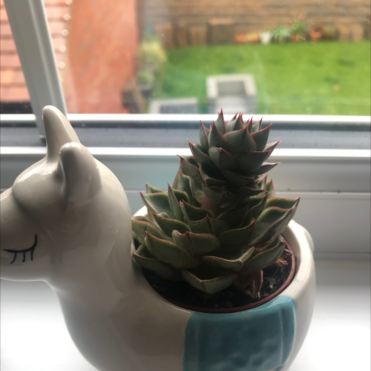 Echeveria 'Orion' succulent in a decorative pot on a windowsill.