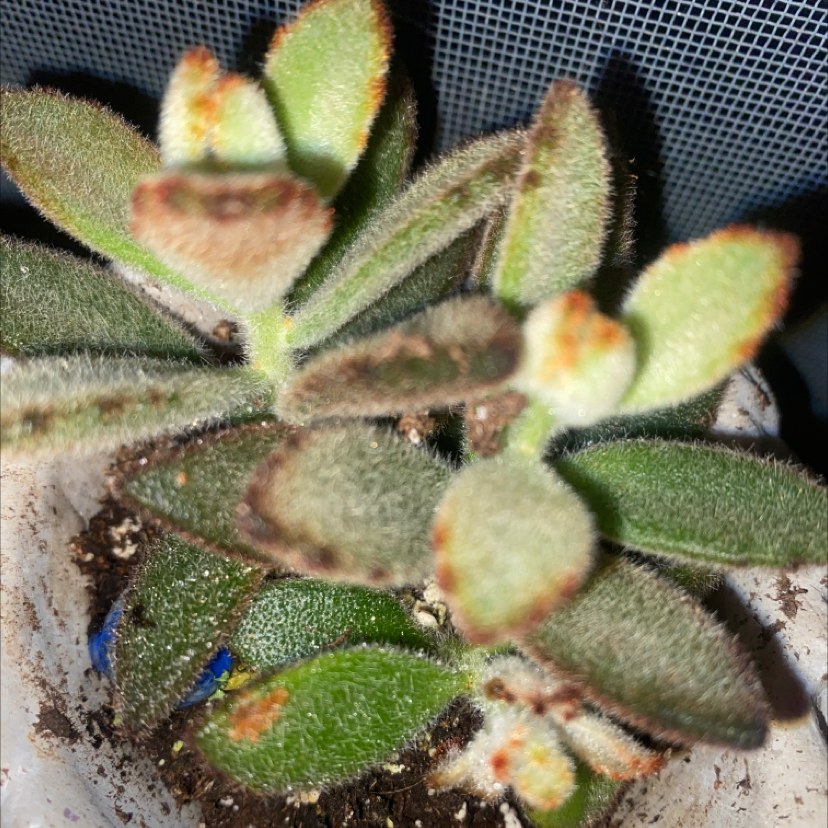 Panda Plant plant photo by @bonsaibaby named Garfield on Greg, the plant care app.