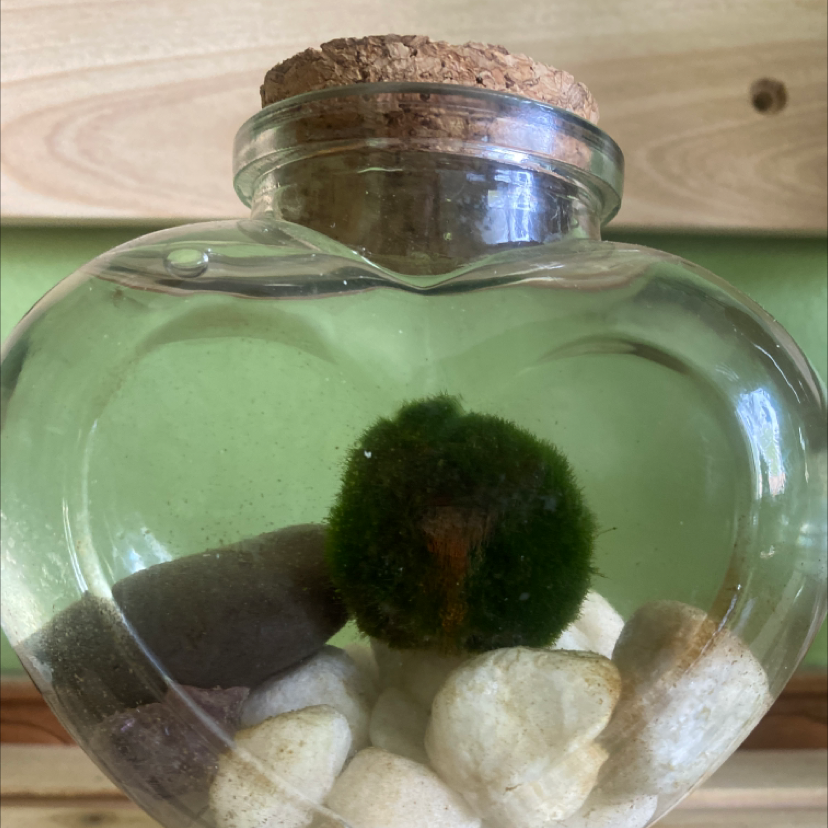 Marimo plant photo by @bonsaibaby named Bob Moss on Greg, the plant care app.